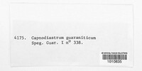 Image of Capnodiastrum guaraniticum